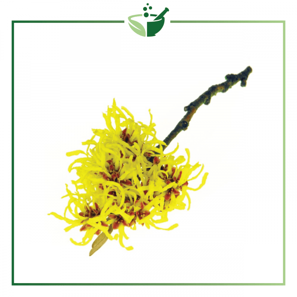 Witch Hazel Powder